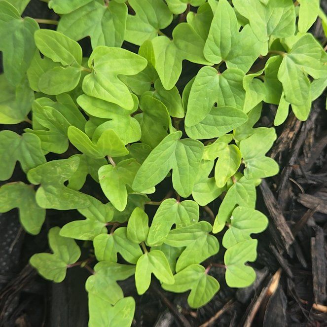Photo of the plant species Broadleaf Woodsorrel by @YiftOxlip49 named Pax on Greg, the plant care app
