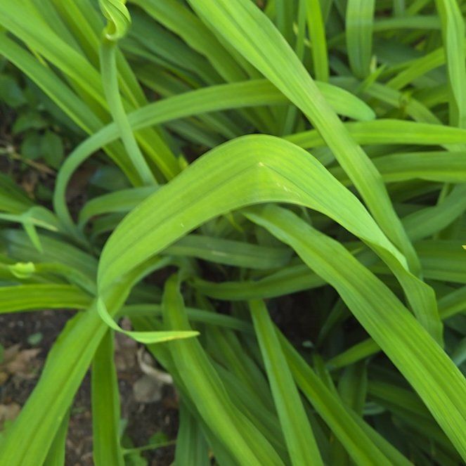 Photo of the plant species Yellow Daylily by @YiftOxlip49 named Homer on Greg, the plant care app