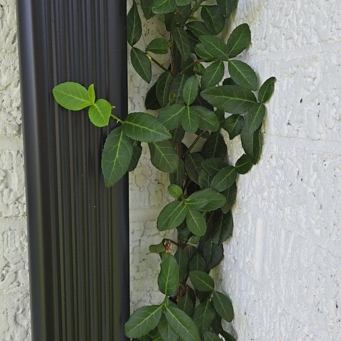 Photo of the plant species Fortune's Spindle by @YiftOxlip49 named Taylor Swift on Greg, the plant care app