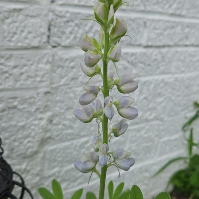 Photo of the plant species Baptisia Australis by @YiftOxlip49 named Kobe on Greg, the plant care app