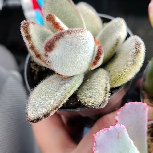 Photo of the plant species Black Tie Panda Plant by @StrongBeech60 named Bigleef Smalls on Greg, the plant care app