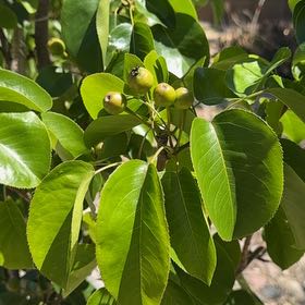 Photo of the plant species Nashi Pear 'Hosui' by @SportYellowpine named Peter Parker on Greg, the plant care app