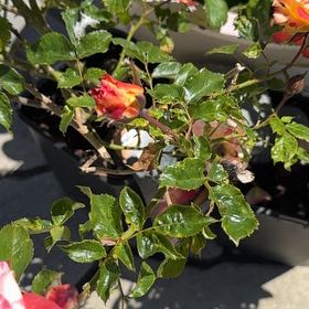 Photo of the plant species Rosa 'Alfred Sisley' by @SportYellowpine named Terra on Greg, the plant care app