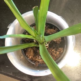 Photo of the plant species bromilad by @YernHebestricta named Dax on Greg, the plant care app