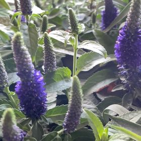 Photo of the plant species Spike Speedwell by @YesSkimmia18 named Doja Cat on Greg, the plant care app