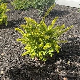 Photo of the plant species Golden Barberry by @HumaneEncina53 named Lebron on Greg, the plant care app