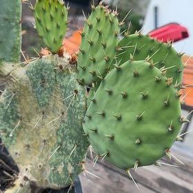 Photo of the plant species Coastal Pricklypear by @UndefeatedTawa named Miley on Greg, the plant care app