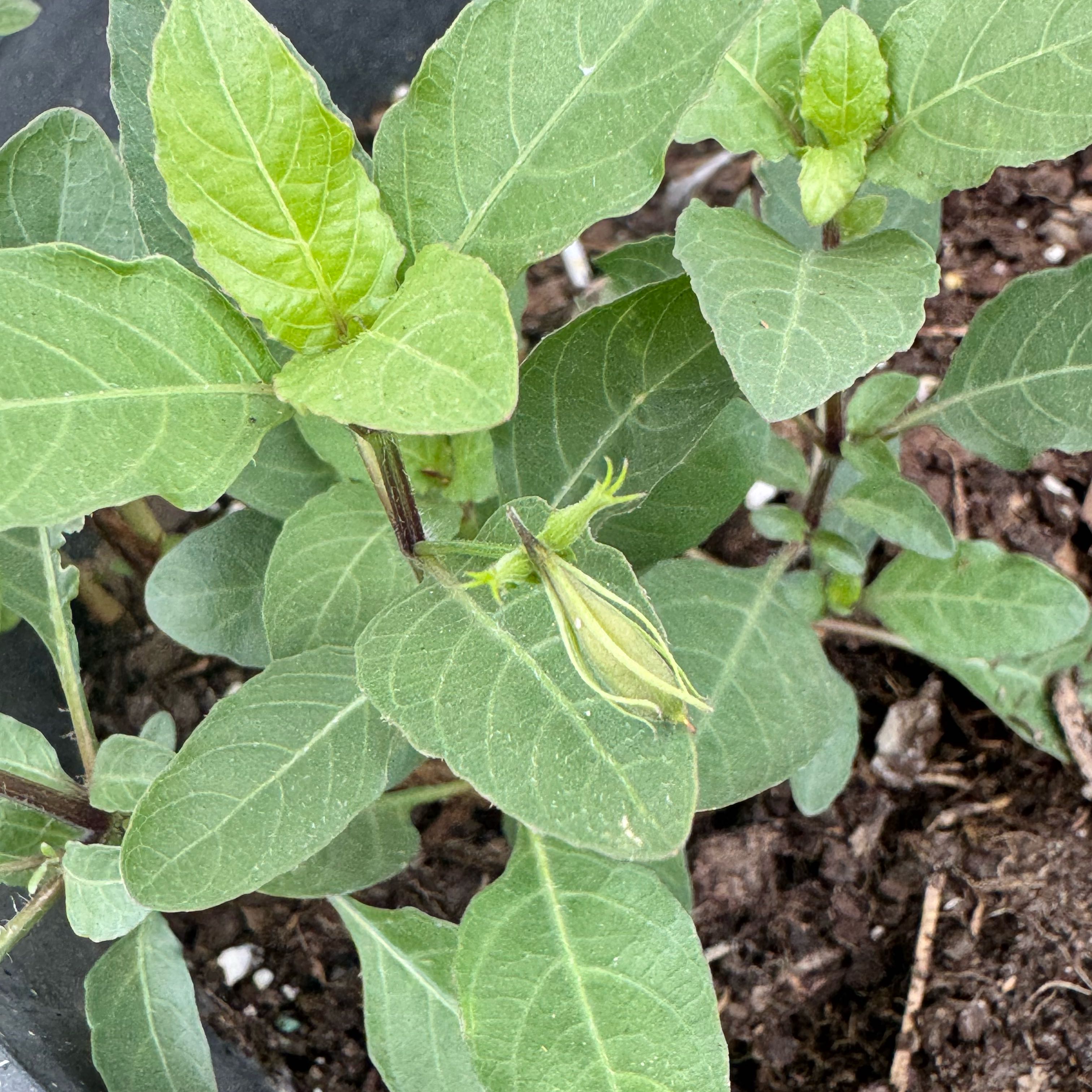 Photo of the plant species Violet Wild Petunia by @UndefeatedTawa named Marilyn on Greg, the plant care app