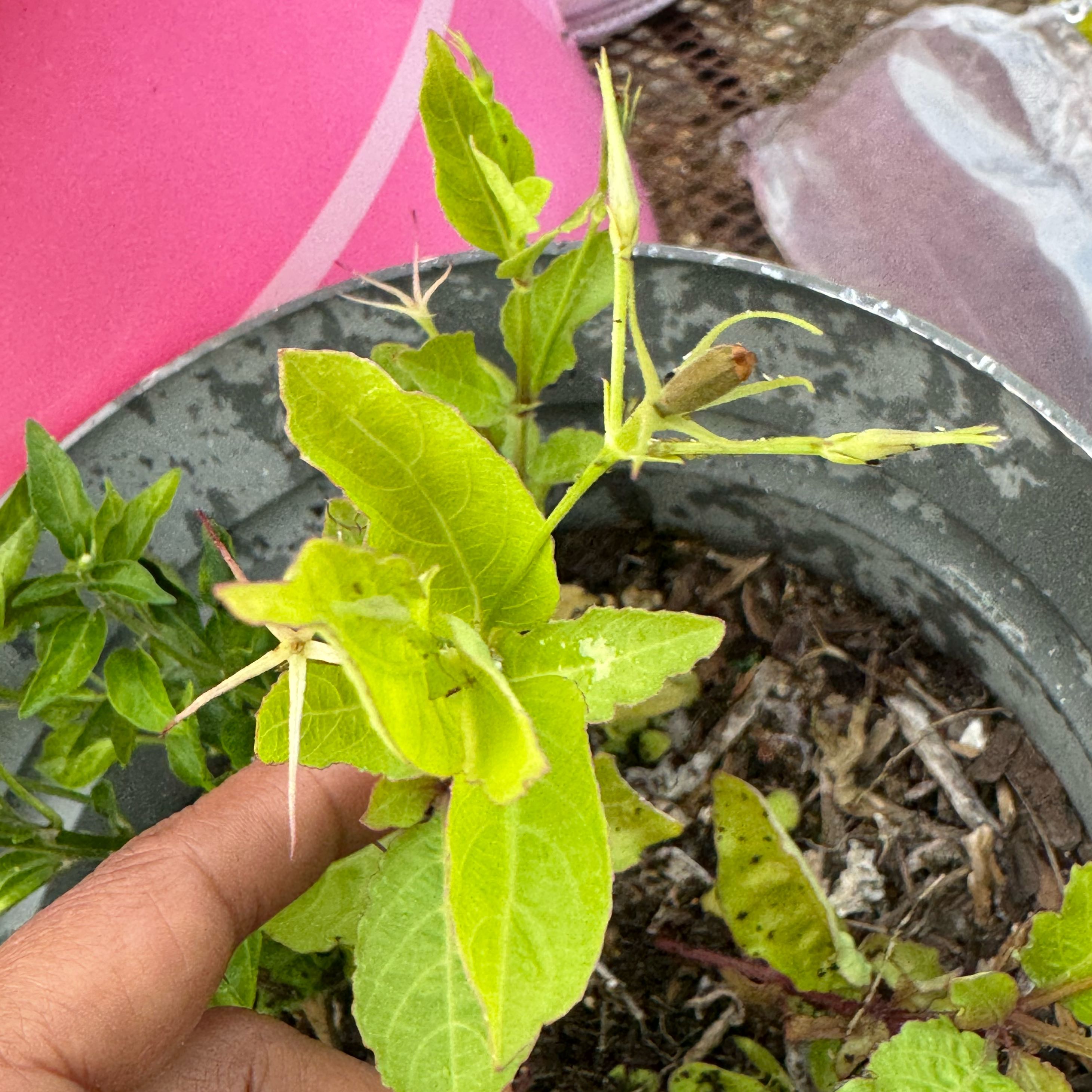 Photo of the plant species Violet Wild Petunia by @UndefeatedTawa named Kobe on Greg, the plant care app