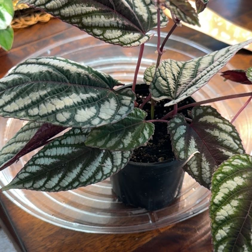 Photo of the plant species Rex Begonia Vine by @BigOkra57 named Zeus on Greg, the plant care app