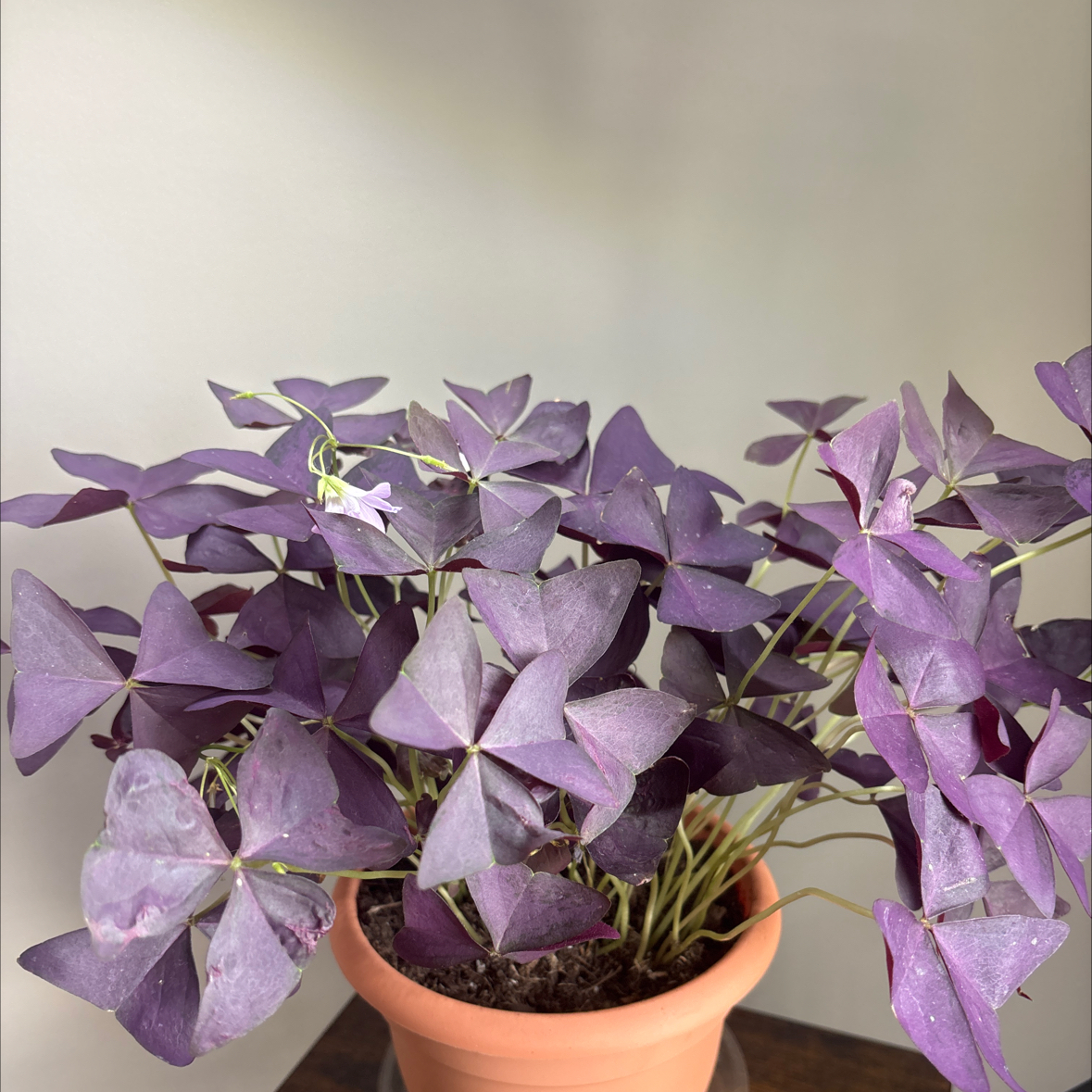 Photo of the plant species Purple Shamrock 'Deep Rose' by @BigOkra57 named Diana on Greg, the plant care app