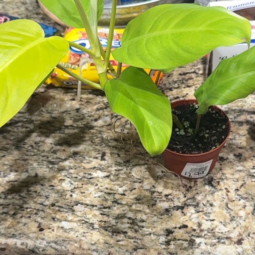 Photo of the plant species philodendron golden by @UntouchedIvy66 named Miley on Greg, the plant care app