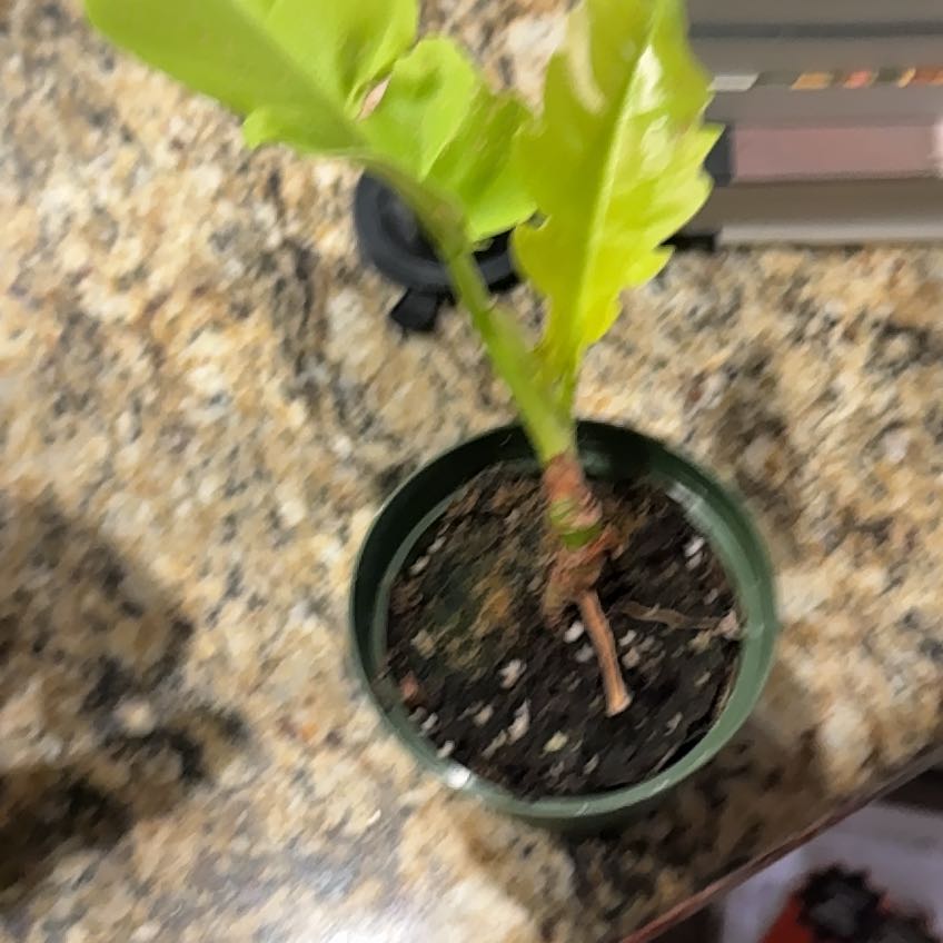 Photo of the plant species Philodendron 'Golden Saw' by @UntouchedIvy66 named Sahara on Greg, the plant care app