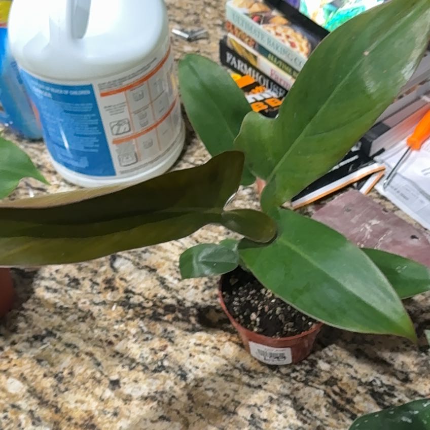 Photo of the plant species Philodendron 'Florida Bronze' by @UntouchedIvy66 named Robert Plant on Greg, the plant care app