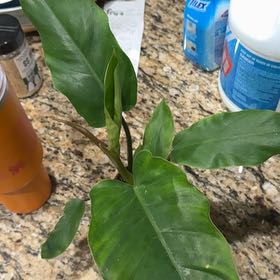 Photo of the plant species Jungle Fever Philodendron by @UntouchedIvy66 named Forrest on Greg, the plant care app