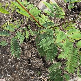 Photo of the plant species Velvet Mesquite by @UntouchedIvy66 named Plato on Greg, the plant care app
