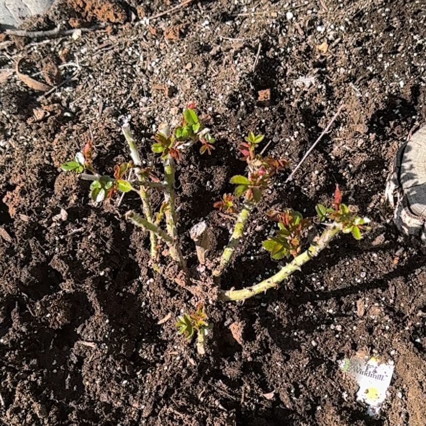 Photo of the plant species Rosa 'Hot Chocolate' by @UntouchedIvy66 named ChloroPhil on Greg, the plant care app