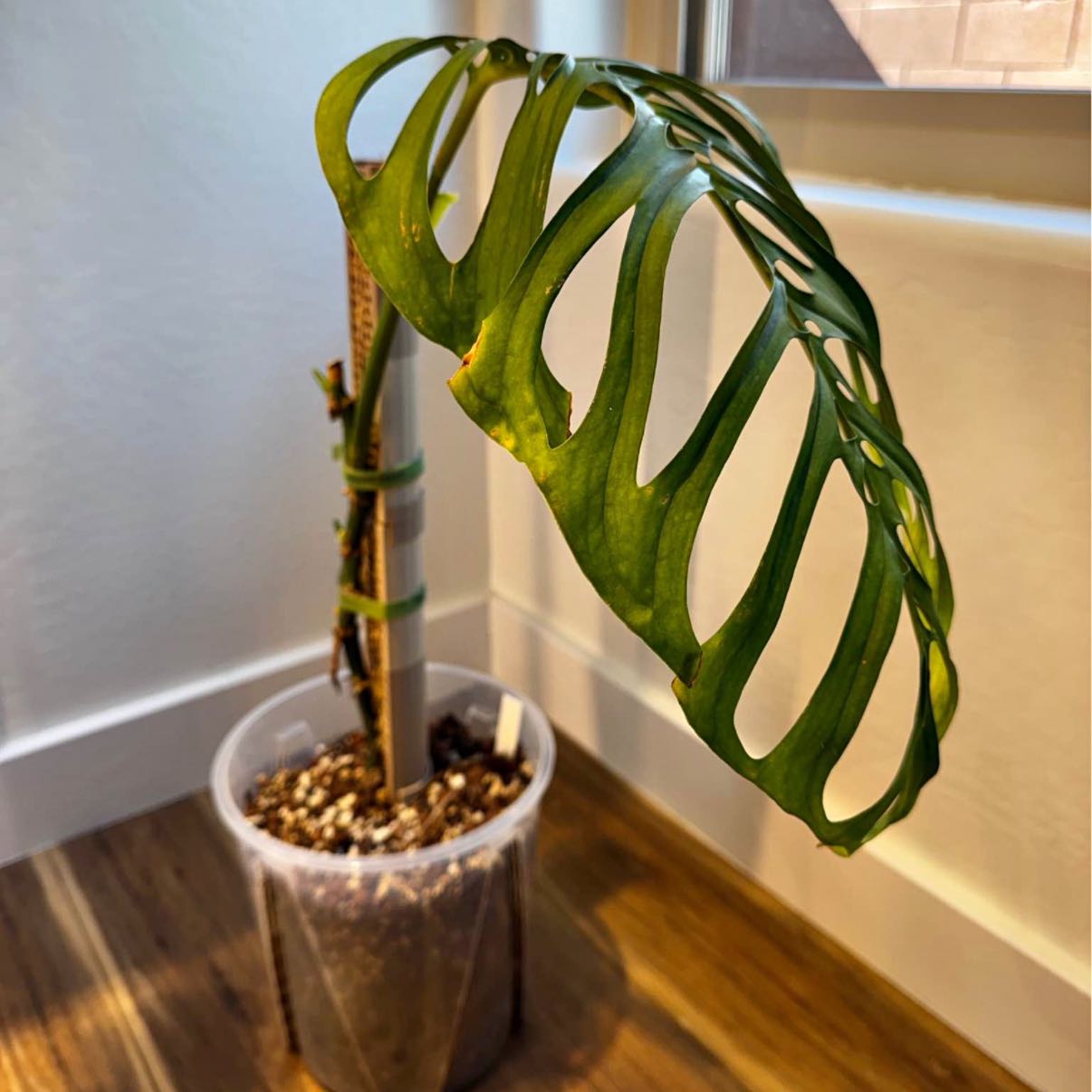 Photo of the plant species Philodendron Esqueleto by @UntouchedIvy66 named Hemingway on Greg, the plant care app