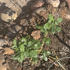 Photo of the plant species Chrysler Imperial Rose by @UntouchedIvy66 named McKinley on Greg, the plant care app