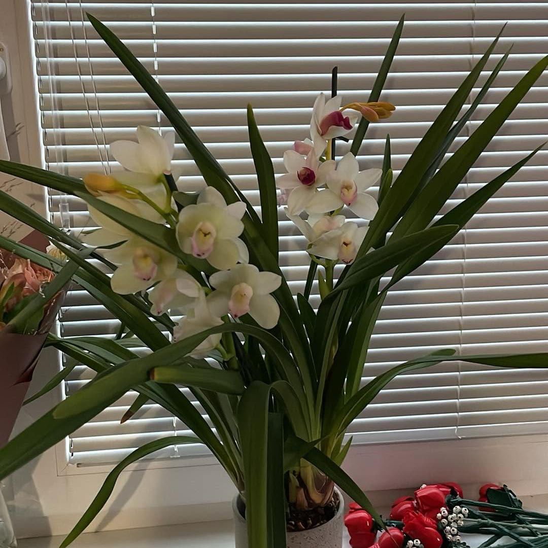 Photo of the plant species Yellow-Flowered Cymbidium by @FoxyCrimeanpine named Sherlock on Greg, the plant care app