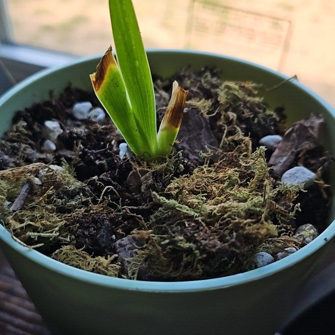Photo of the plant species Purple Hill Dwarf Iris by @MiracleSalsa83 named Aristotle on Greg, the plant care app