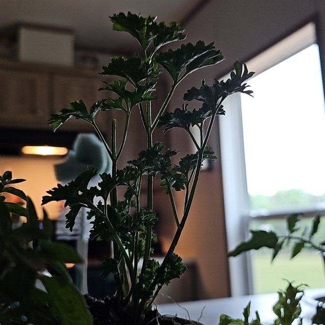Photo of the plant species Italian Parsley by @MiracleSalsa83 named Huckleberry Fern on Greg, the plant care app