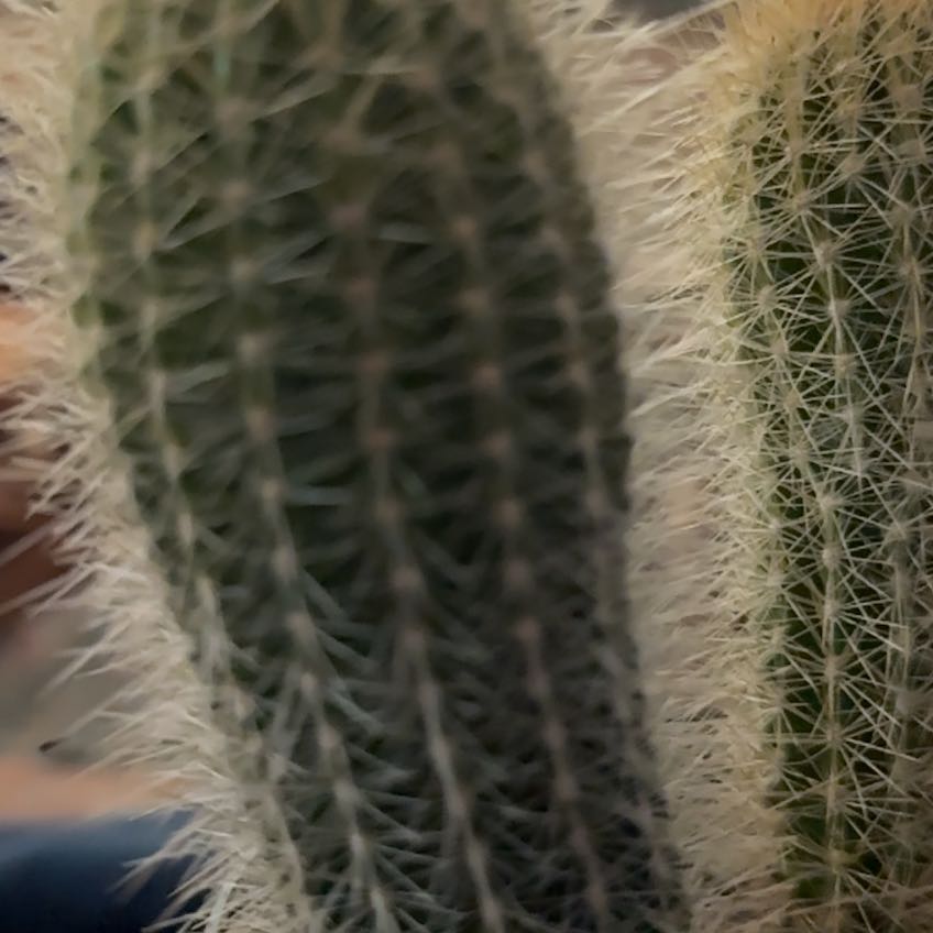 Photo of the plant species Austrocephalocereus estevesii by @BigRosarypea95 named Pokey Monster on Greg, the plant care app