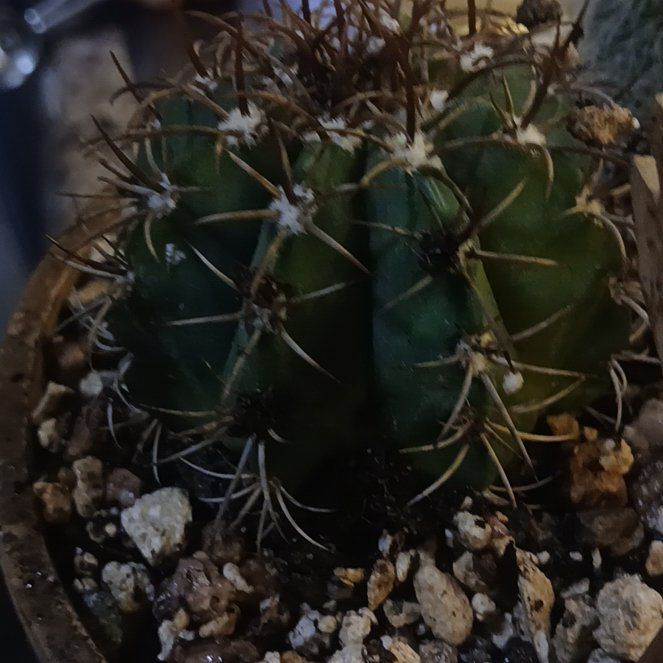 Photo of the plant species Queen of the Night by @BigtimeBacopa64 named Aristotle on Greg, the plant care app