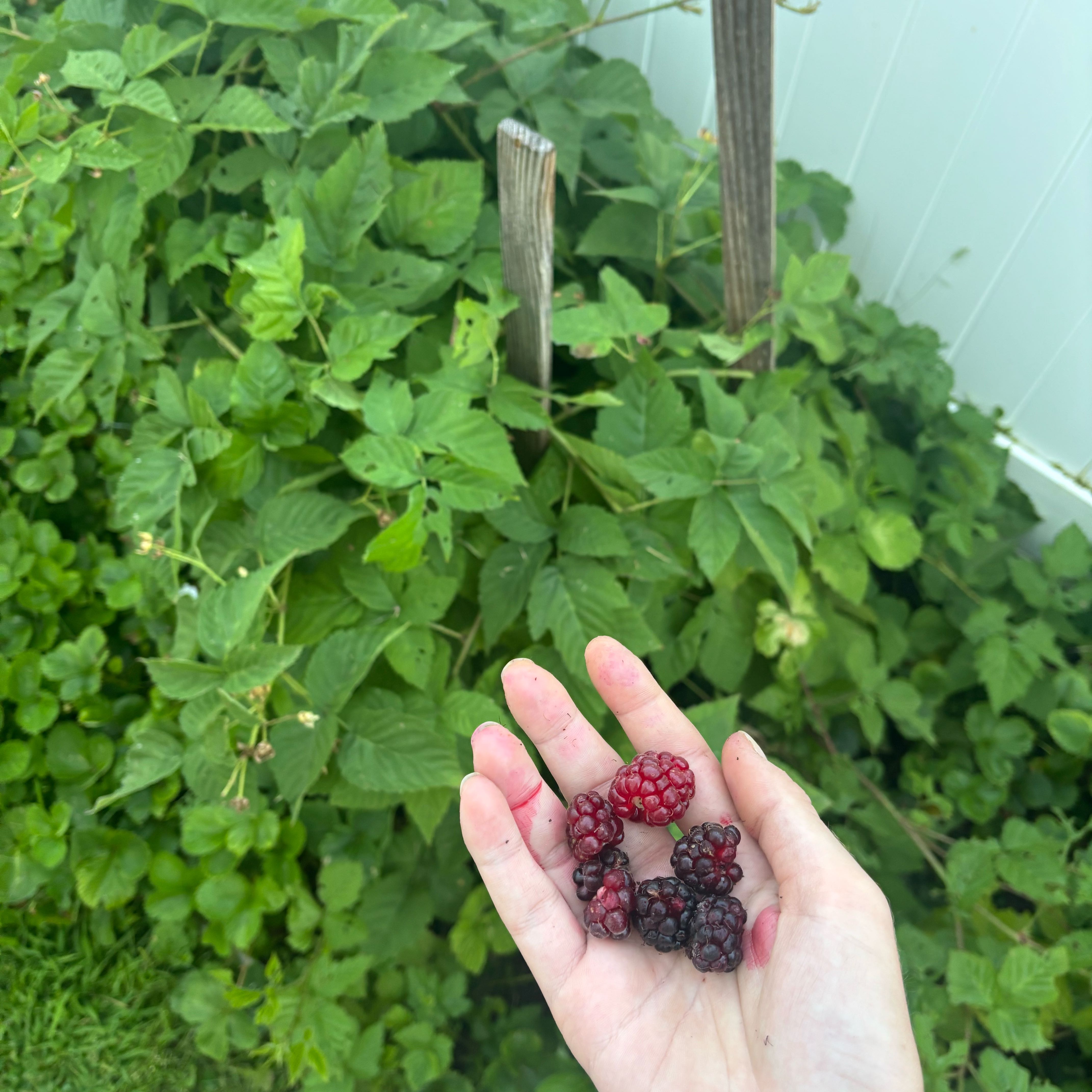 Photo of the plant species Boysenberry by @QuesterComet21 named Sherlock on Greg, the plant care app