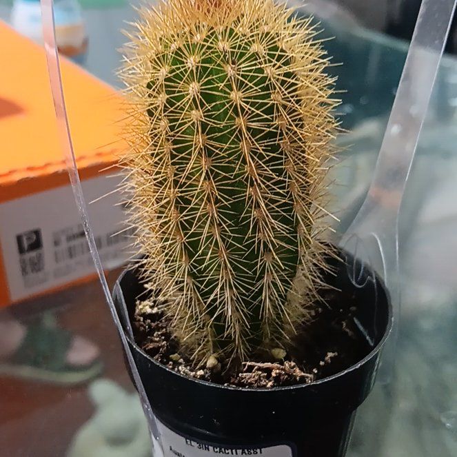 Photo of the plant species Austrocephalocereus estevesii by @EmAnneta named Nemo on Greg, the plant care app