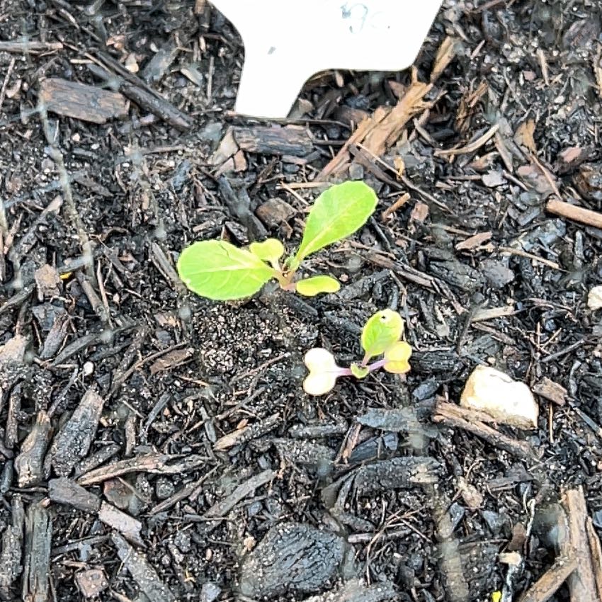 Photo of the plant species Chinese Cabbage 'Aichi' by @HappyMarimo72 named Baesil on Greg, the plant care app