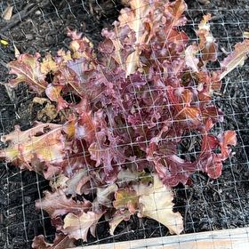 Photo of the plant species Purple Lettuce by @HappyMarimo72 named Eva on Greg, the plant care app