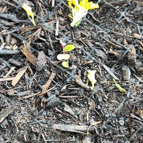 Photo of the plant species Chinese Cabbage 'Aichi' by @HappyMarimo72 named Kobe on Greg, the plant care app