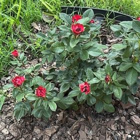 Photo of the plant species Petite Knock Out® Rose by @ExactSnowrose95 named Zion on Greg, the plant care app