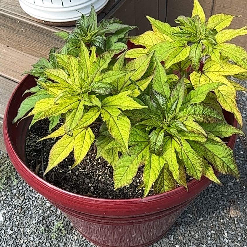 Photo of the plant species Hibiscus 'Midnight Marvel' by @ExactSnowrose95 named Planty on Greg, the plant care app
