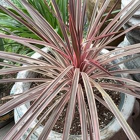 Photo of the plant species Cordyline 'Charlie Boy' by @ExactSnowrose95 named Delilah on Greg, the plant care app