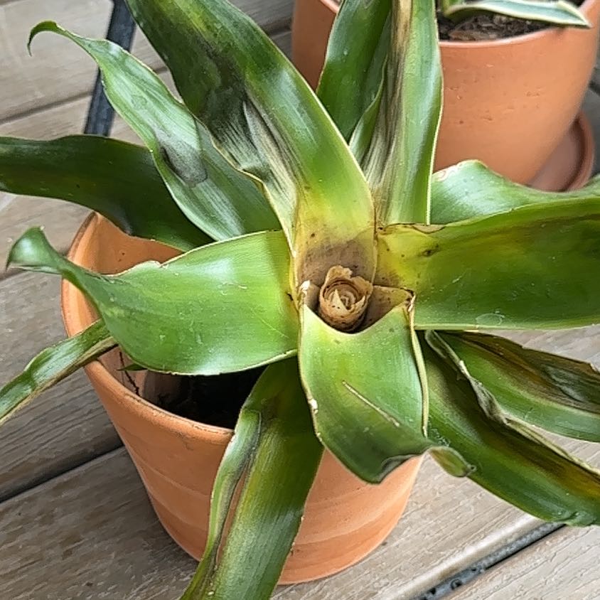 Photo of the plant species Bromeliad Medusa by @ExactSnowrose95 named Gaga on Greg, the plant care app