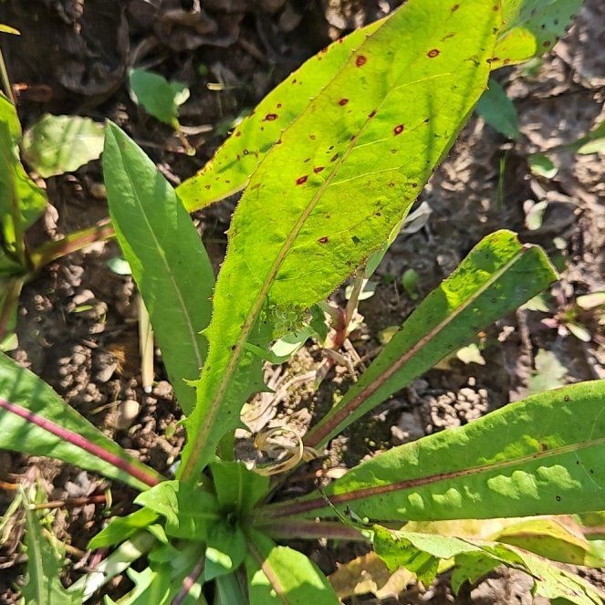 Photo of the plant species Bristly Oxtongue by @FunStaraloe90 named Orwell on Greg, the plant care app