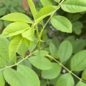 Photo of the plant species Smooth Rose by @FormallyPeony12 named Osmo on Greg, the plant care app