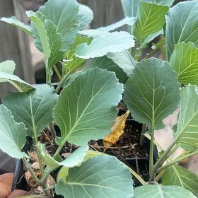 Photo of the plant species Collard Greens by @LightPlain47 named Lola on Greg, the plant care app