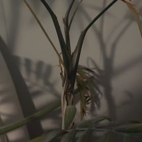 Photo of the plant species Northern Needleleaf by @AwesomelyTaro64 named Miley on Greg, the plant care app