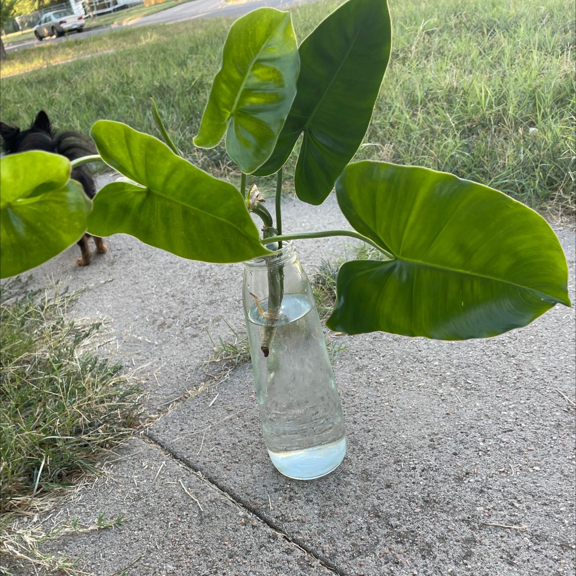 Philodendron Burle Marx plant in a glass container with water, healthy green leaves.