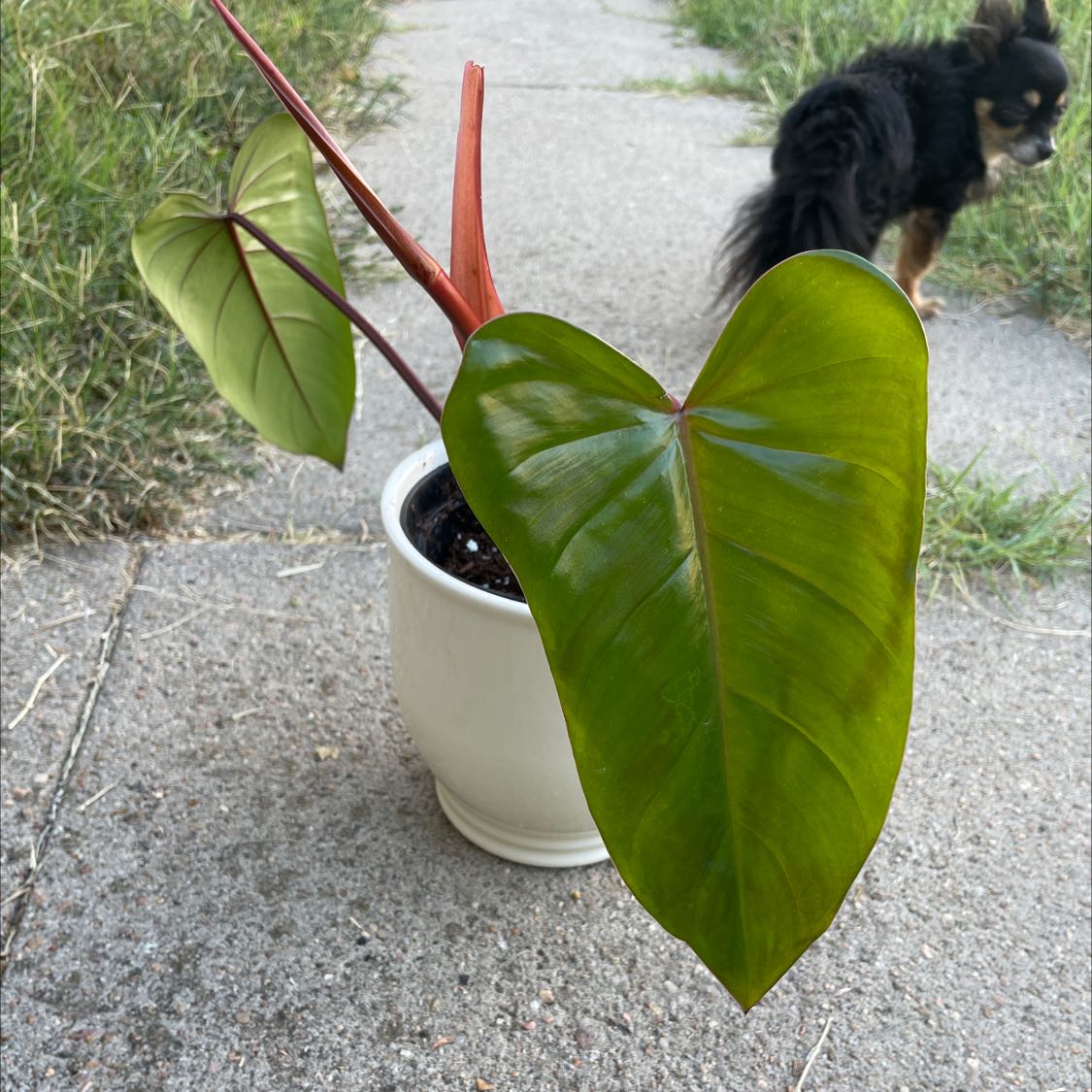 Healthy Blushing Philodendron plant with vibrant red and green leaves in a white pot, with a small black dog in the background.