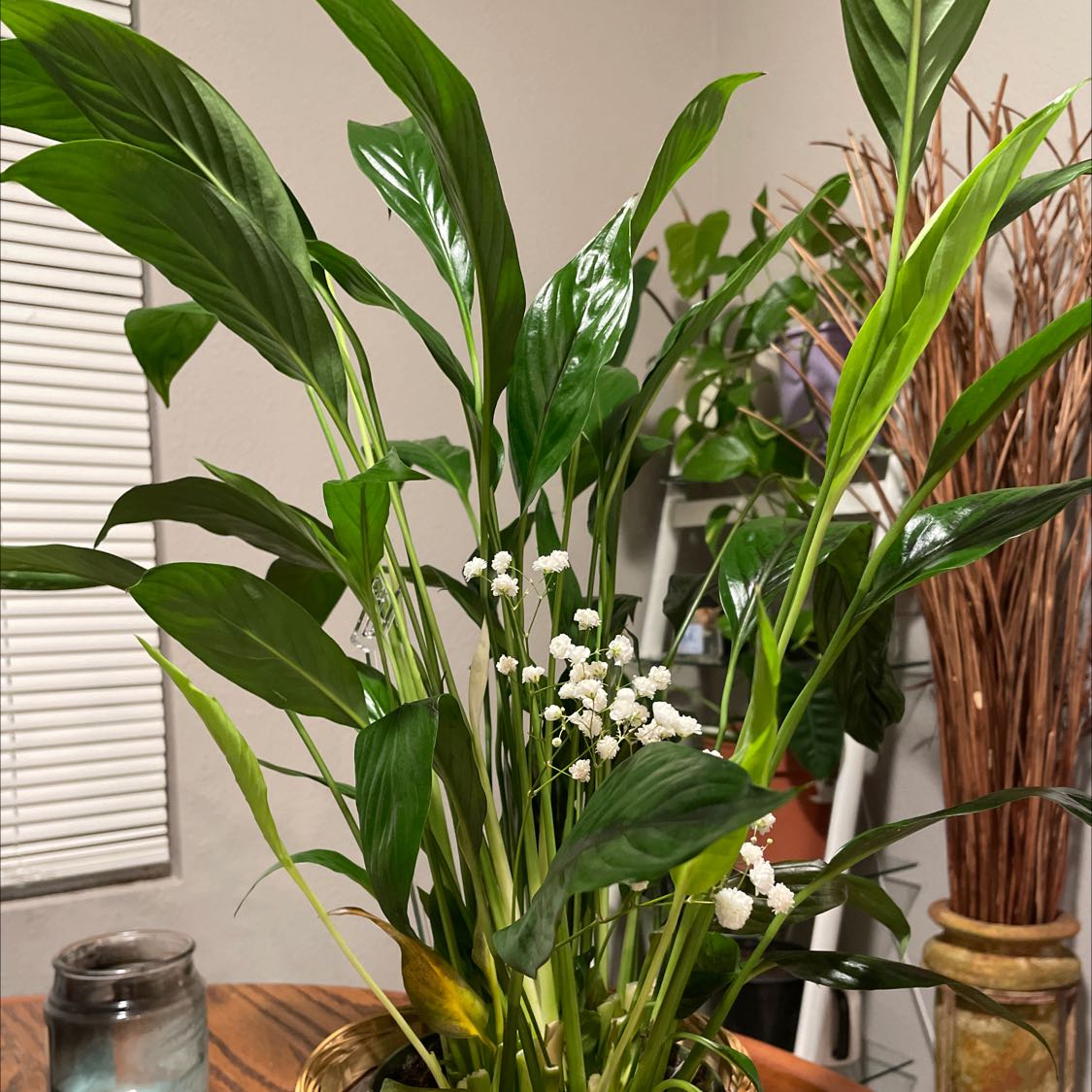 Healthy peace lily with lush green leaves and white spathes in a decorative basket, surrounded by other plants.