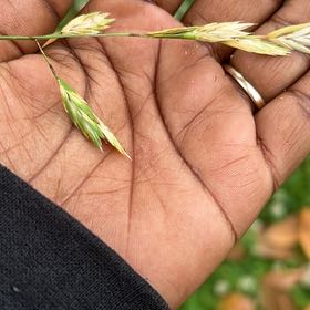 Photo of the plant species False Oat-Grass by @PureMullein78 named Duke on Greg, the plant care app