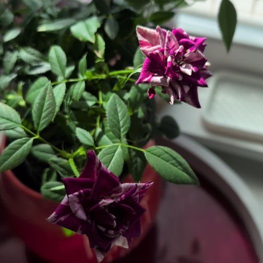 Photo of the plant species Osiris Rose by @FunArnoseris81 named Girlfrond on Greg, the plant care app