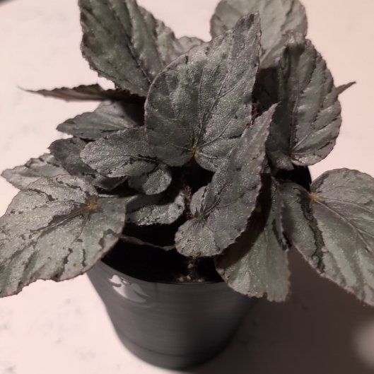 Photo of the plant species Flowering Inch Plant by @ZenGarden16 named Coco on Greg, the plant care app