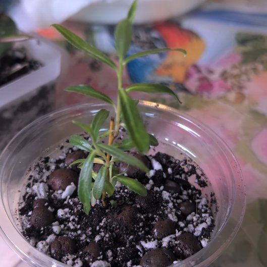 Photo of the plant species Weeping Willow Bonsai Tree by @ZenGarden16 named Nemo on Greg, the plant care app