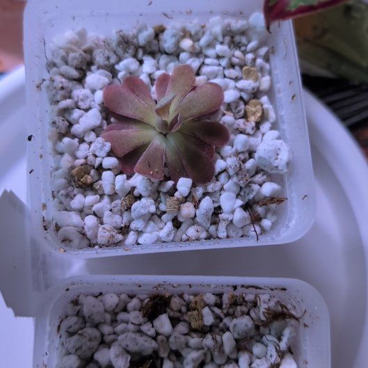 Photo of the plant species Butterwort by @ZenGarden16 named Johanna on Greg, the plant care app