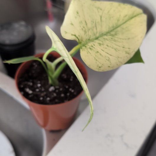 Photo of the plant species Monstera 'White Monster' by @ZenGarden16 named Selene on Greg, the plant care app